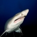 shark_tiger_sand_atlas_v_0405_nca0866.jpg